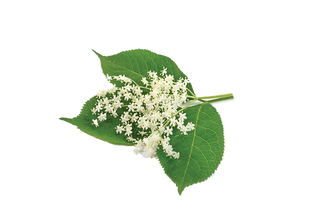 Elderflower