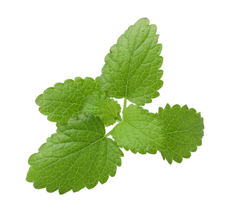 Lemon Balm